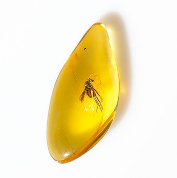 琥珀饰品透明似水晶 光亮如珍珠(图)_环球收藏